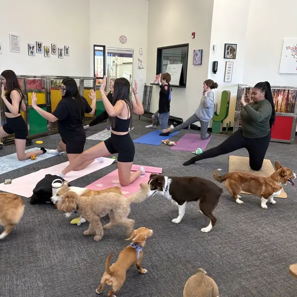 Playful puppy at a K9 Rox Club yoga class